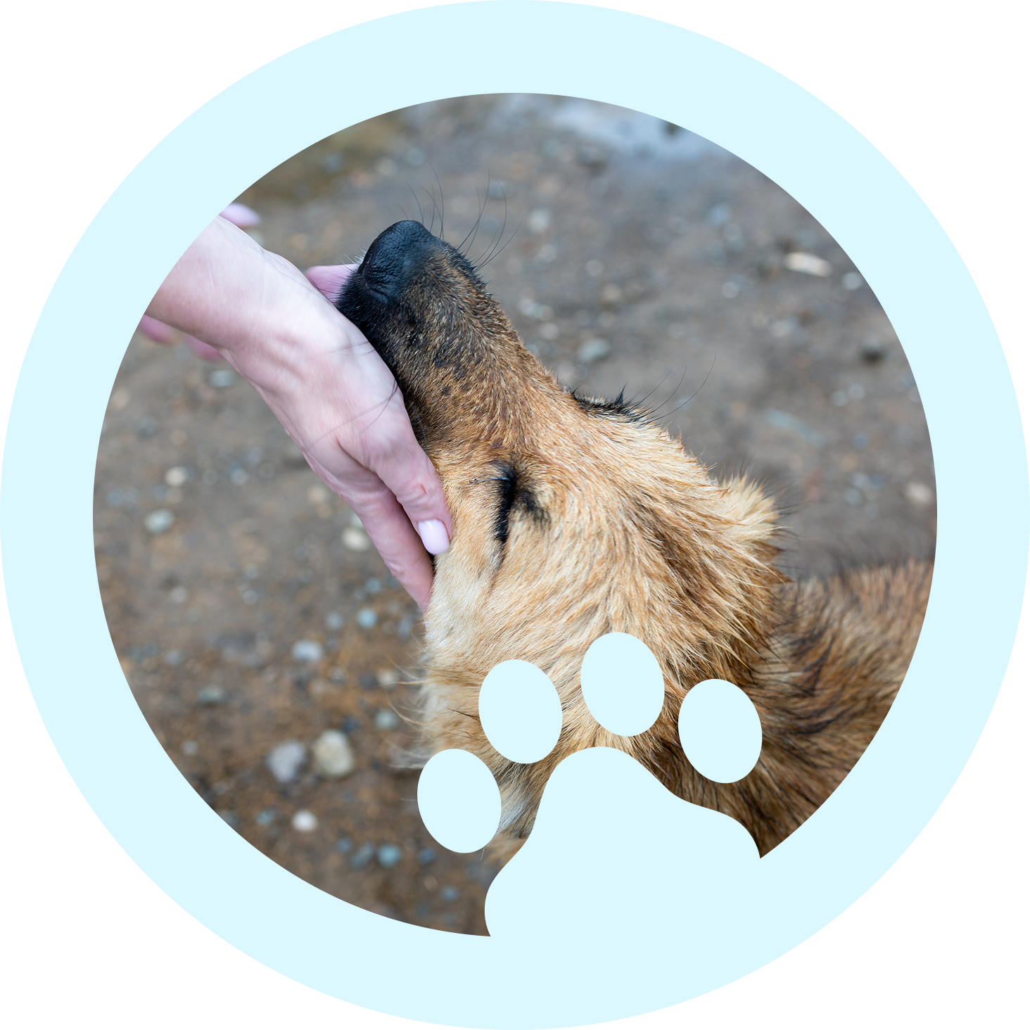 Dog sniffing a person's hand gently.