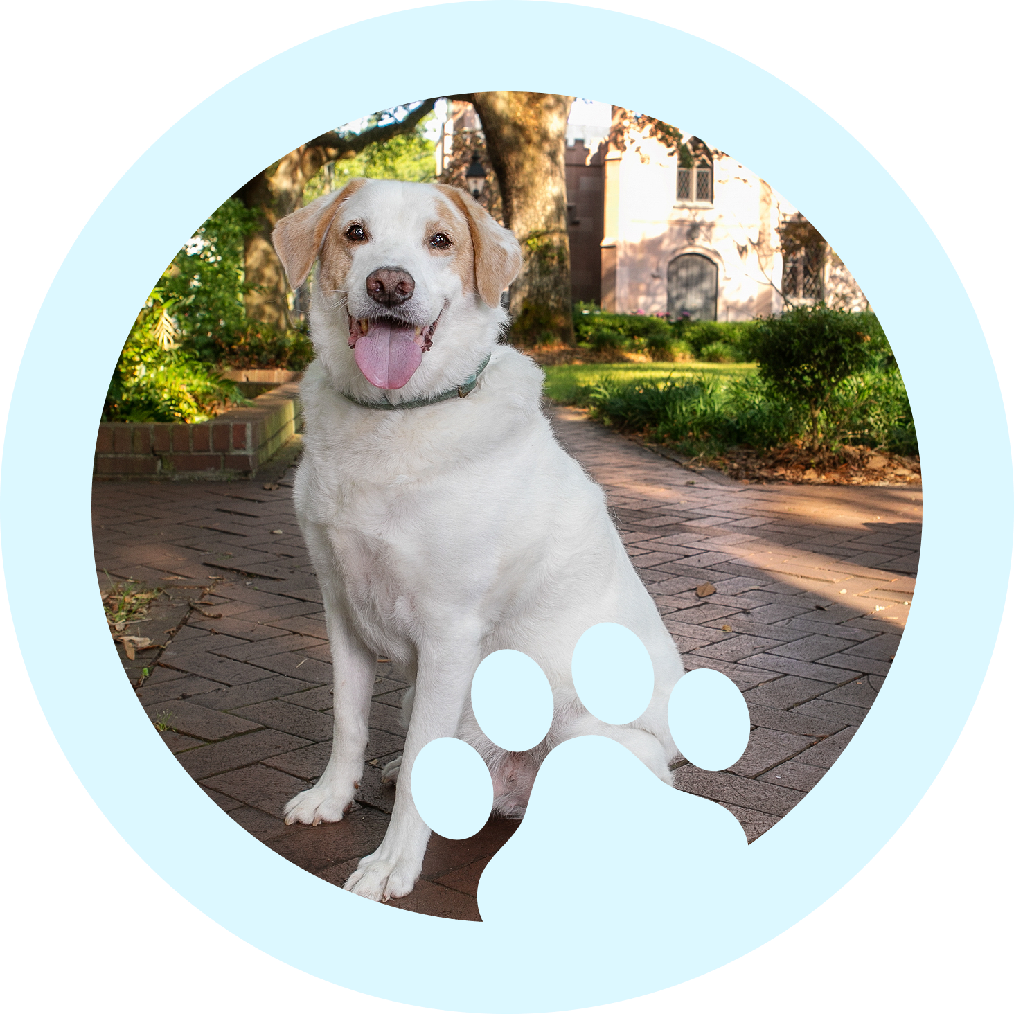 Happy white dog sitting on pathway outdoors.