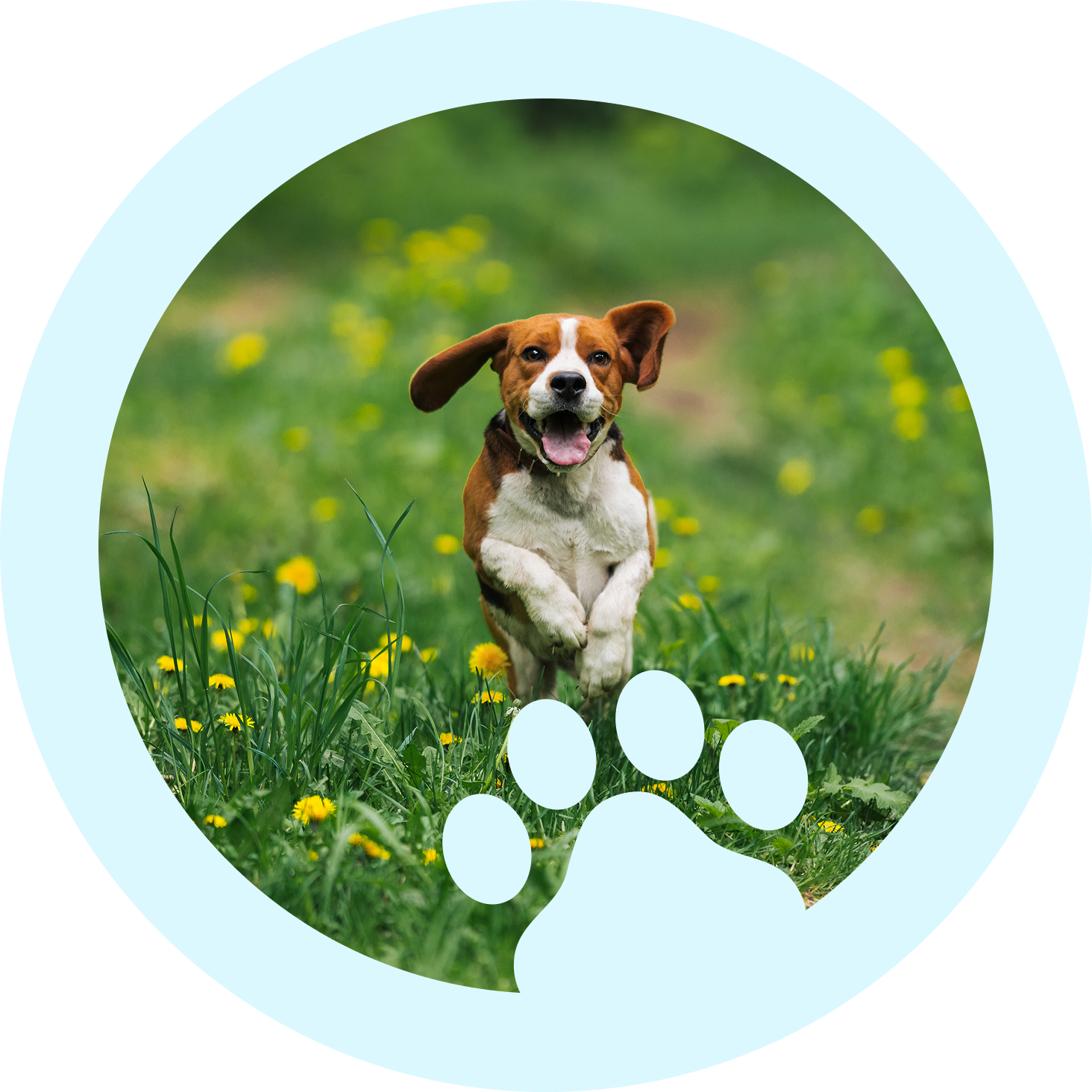 Happy dog running in a field.