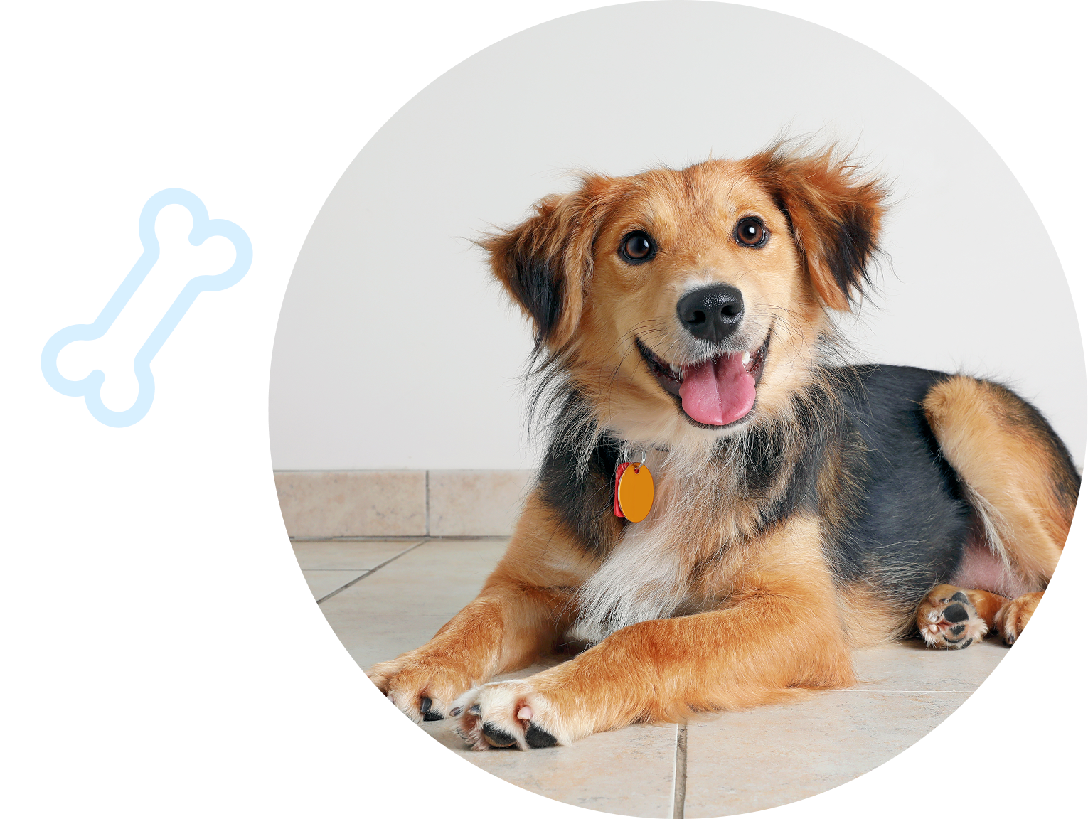 Happy dog lying on tiled floor.