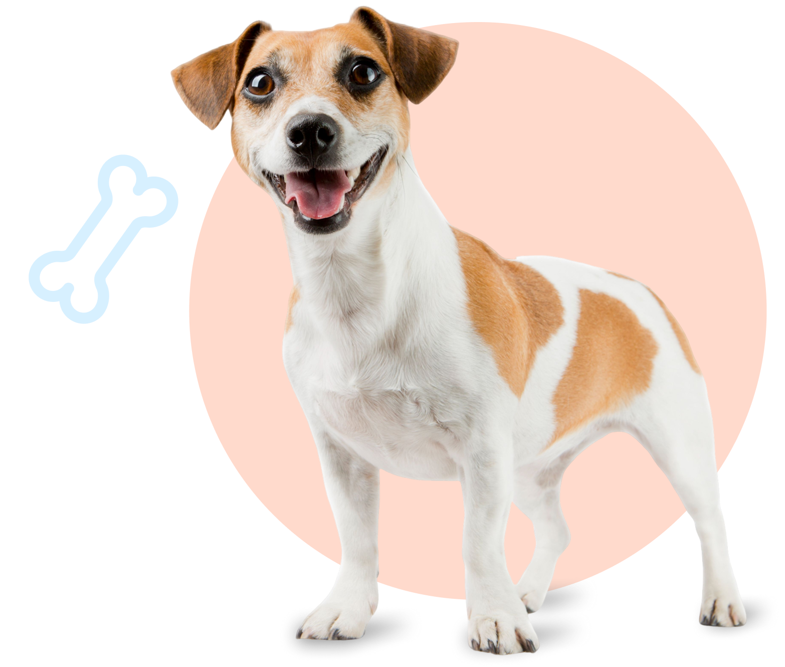 Happy small dog standing with a playful expression.
