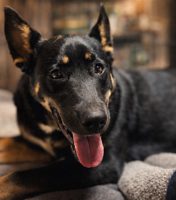 Close-up of a happy black and tan dog with tongue out.