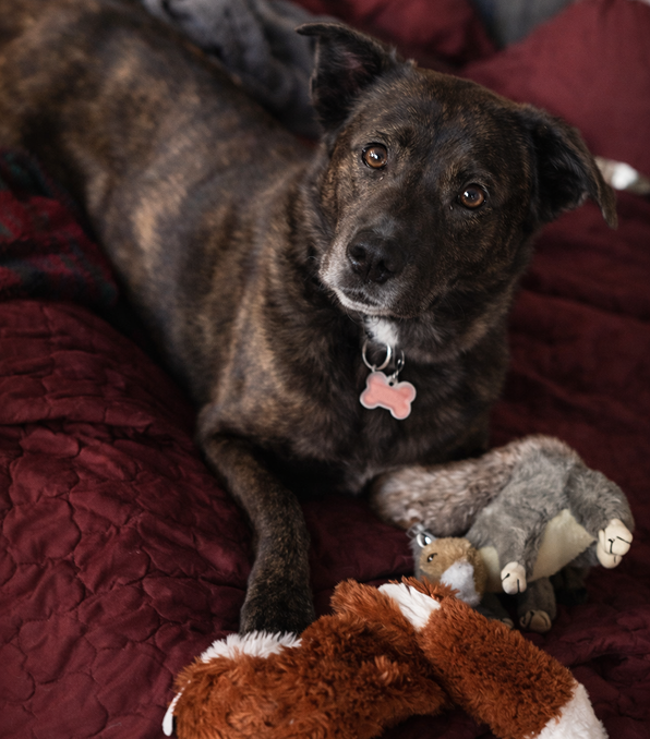 A black and brown dog lying on a red blanket with a toy.
