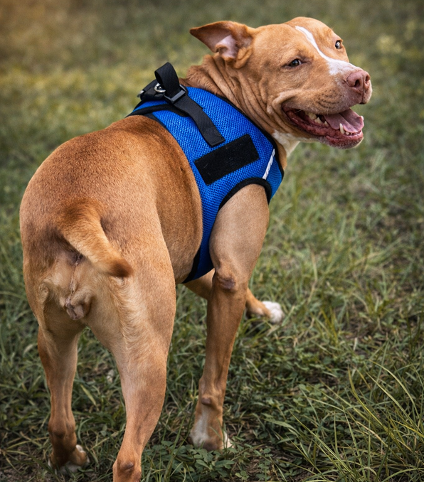 A happy brown dog wearing a blue harness outdoors.