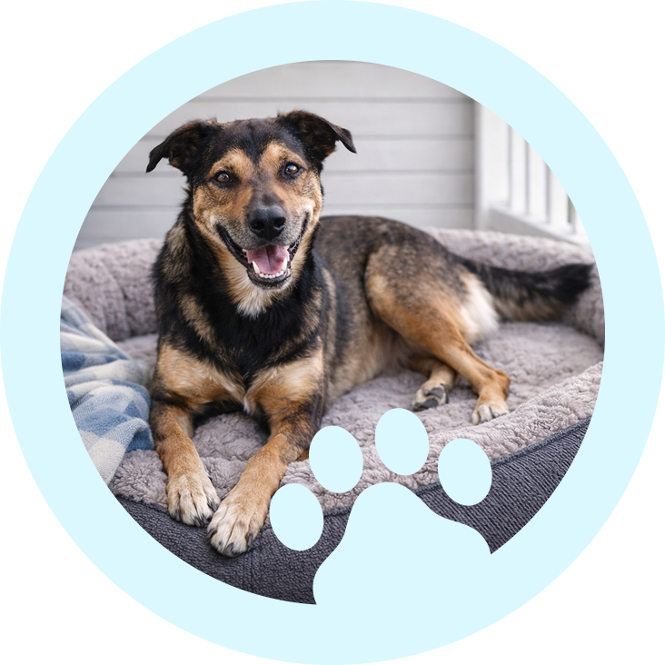 A relaxed dog lying on a cozy blanket indoors.