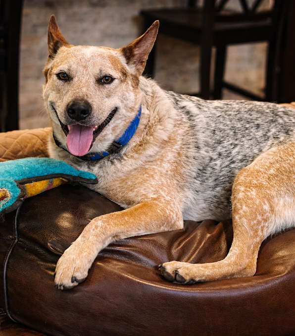 Happy dog resting on a leather couch with a toy.