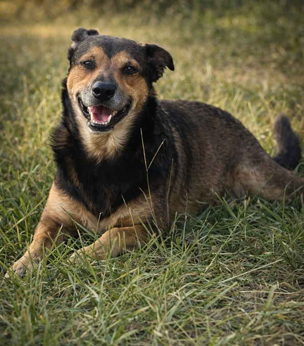 A happy dog lying on grass outdoors.