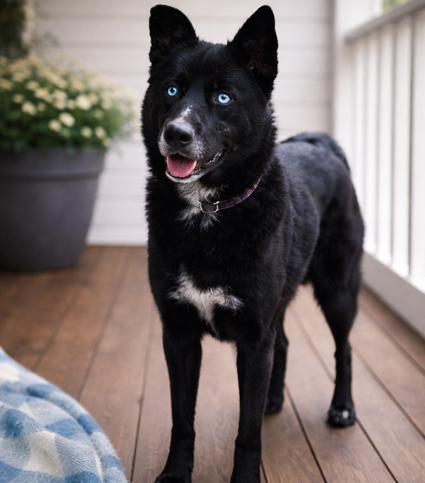 Black dog with bright blue eyes standing on a wooden floor.