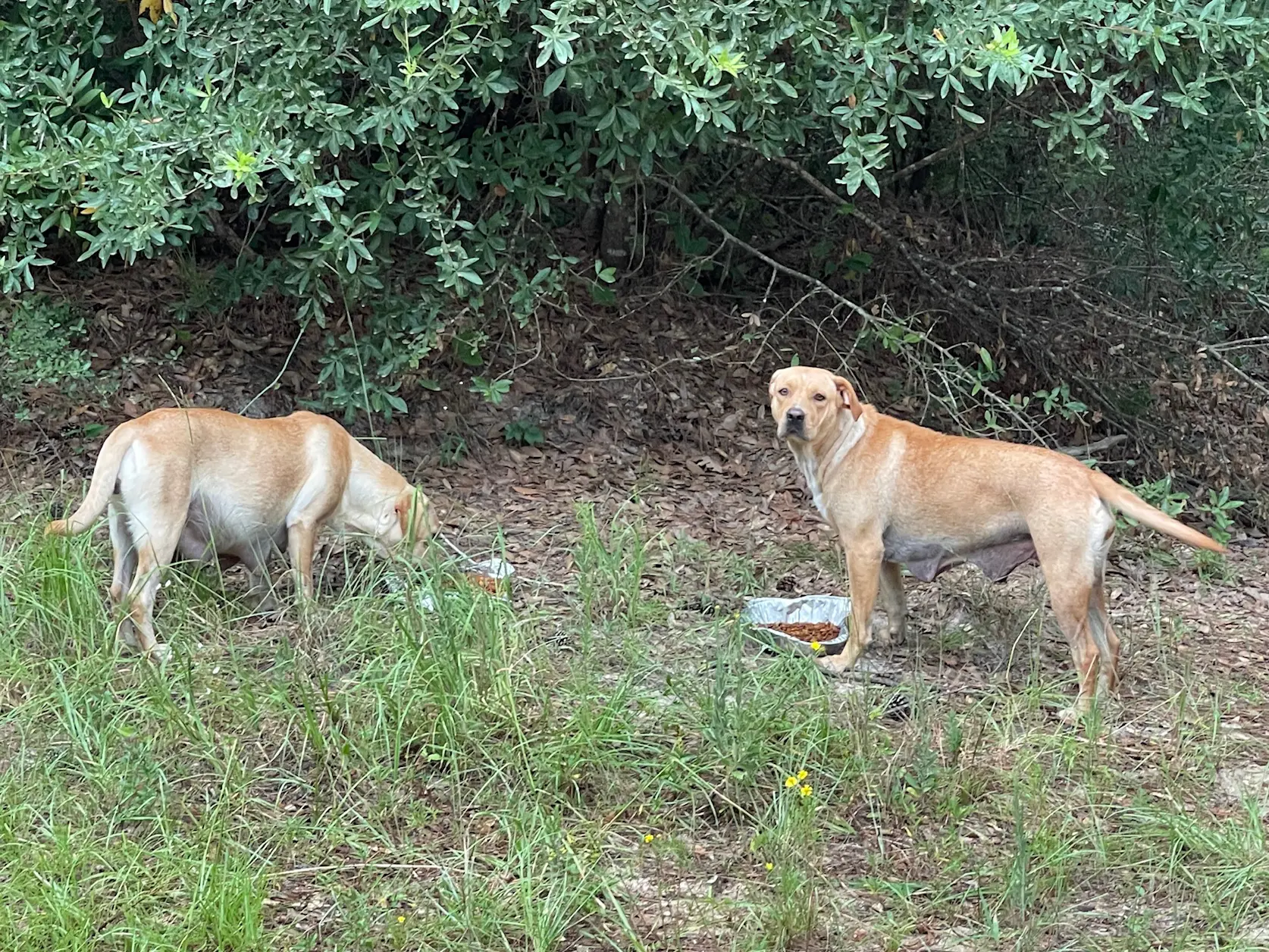 Two dogs exploring a grassy area near bushes.