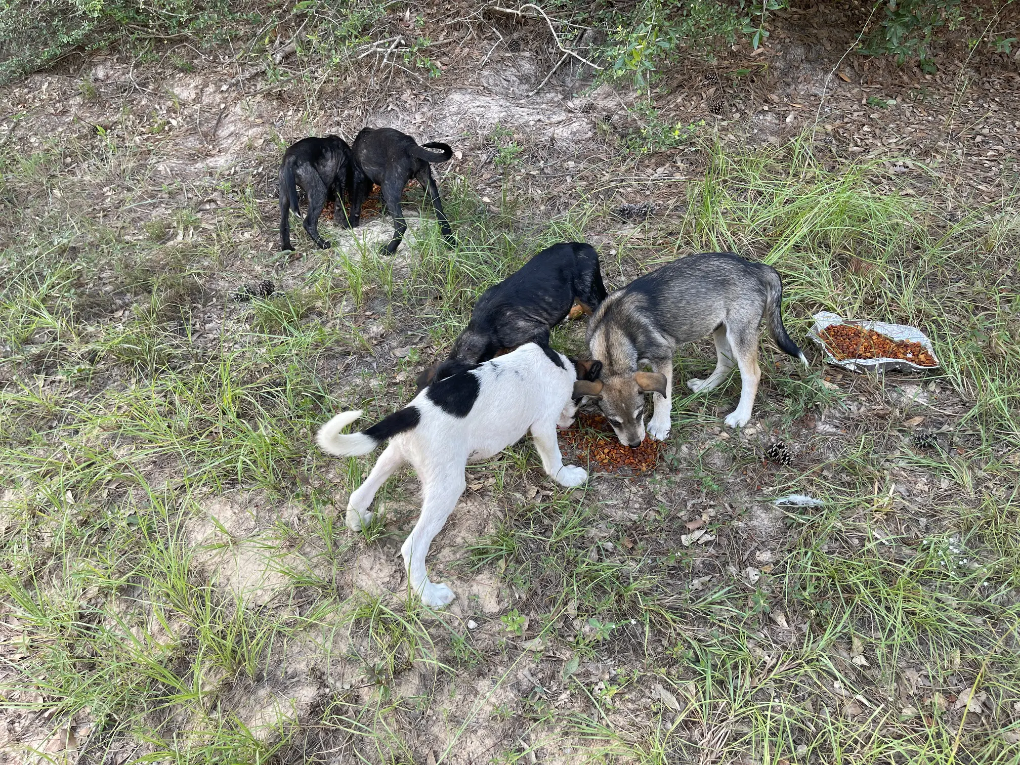 Four dogs gathered on grass, sharing a meal from a bowl.