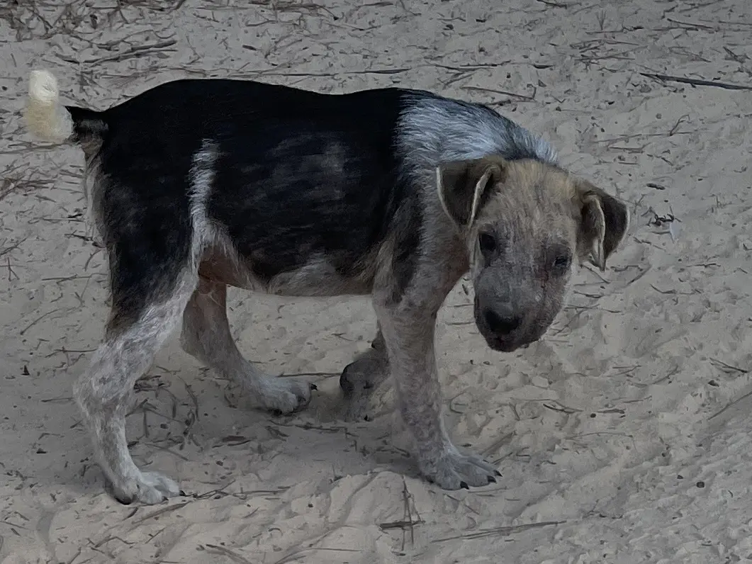 A small, scruffy puppy standing on sandy ground.