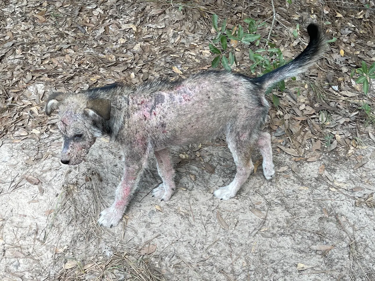 A scruffy cat walking on a dirt path with patchy fur.