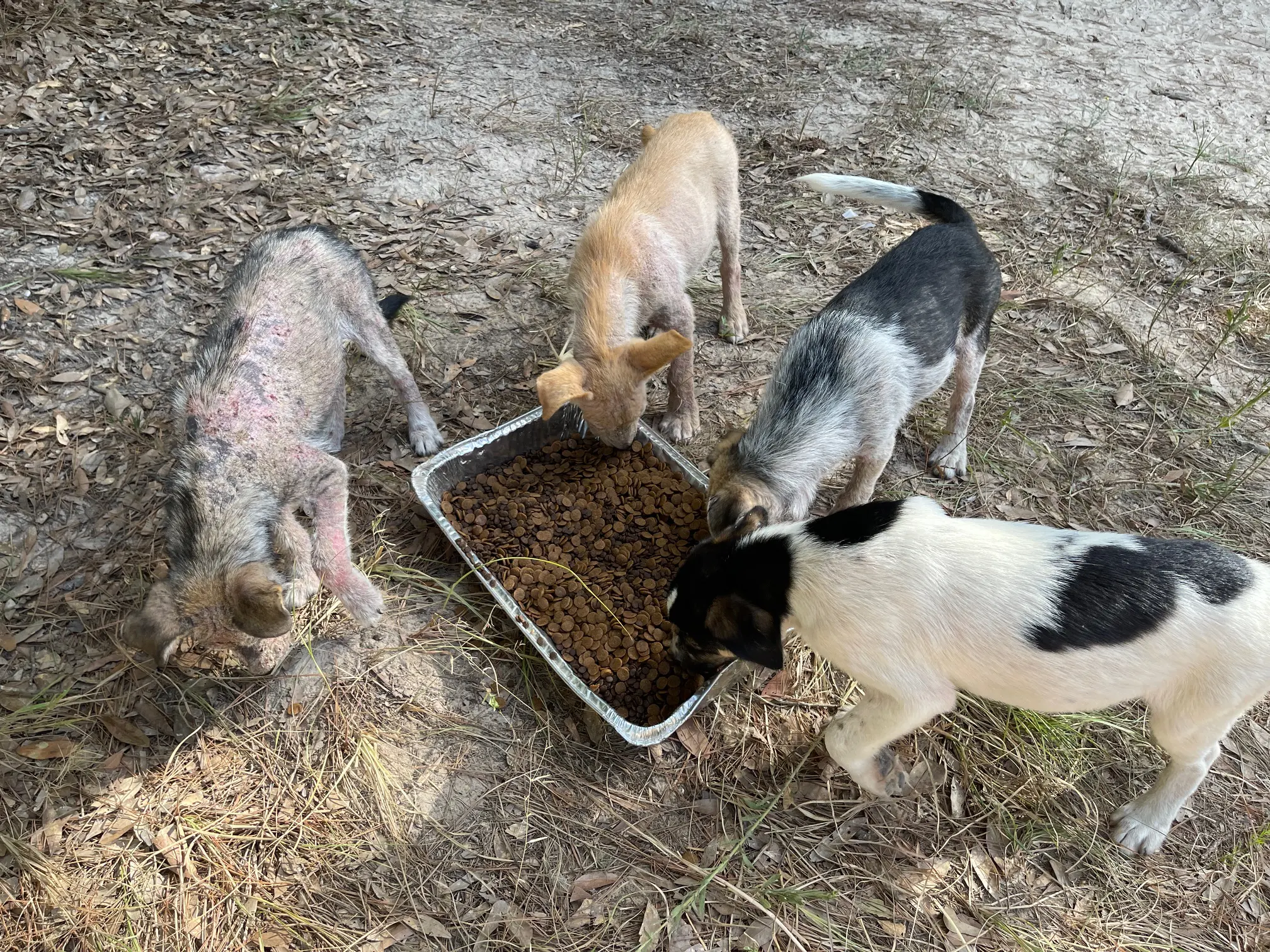 Four dogs eating from a large tray outdoors.