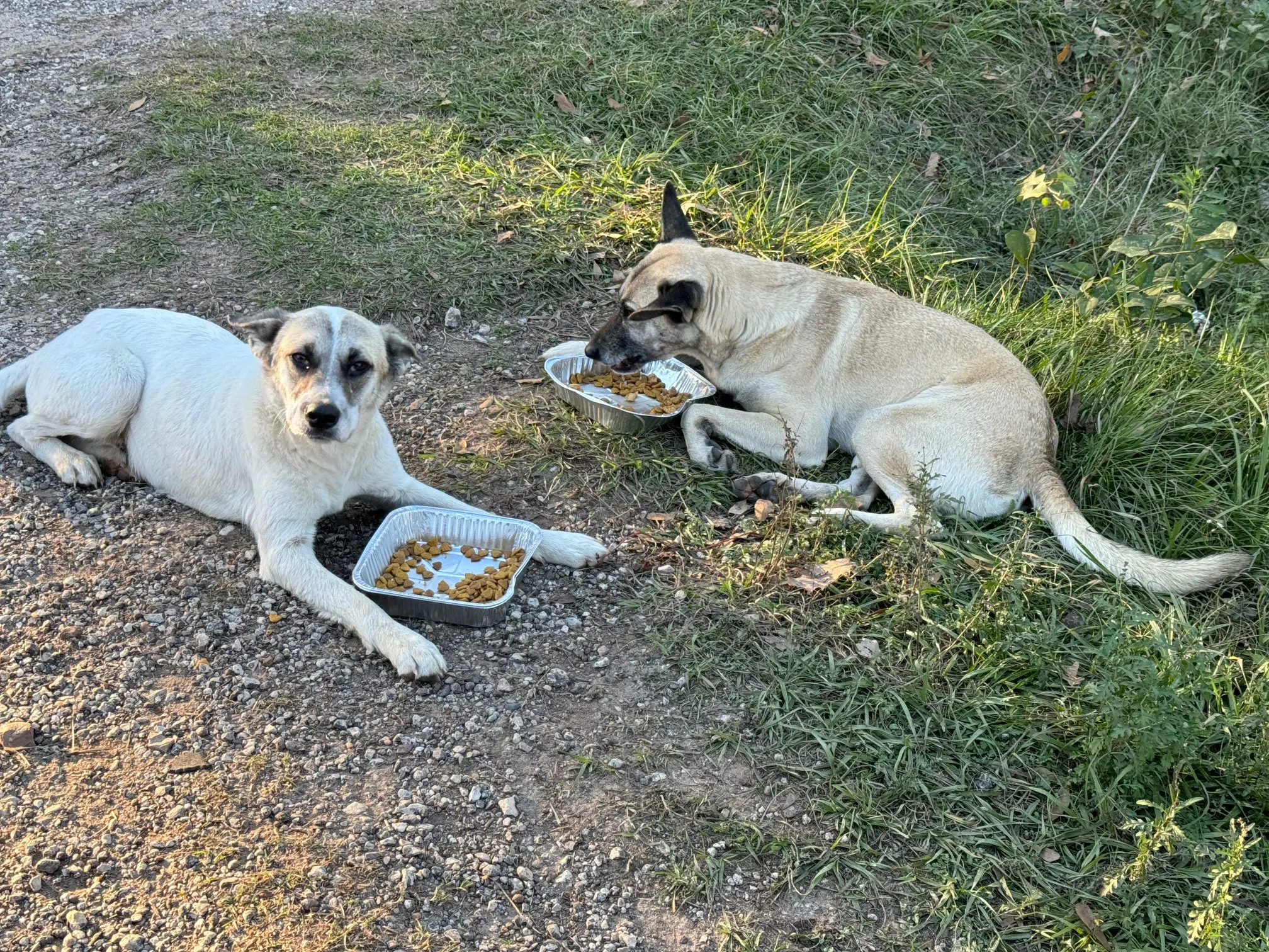 Two dogs resting and eating on grassy ground in a shaded area.