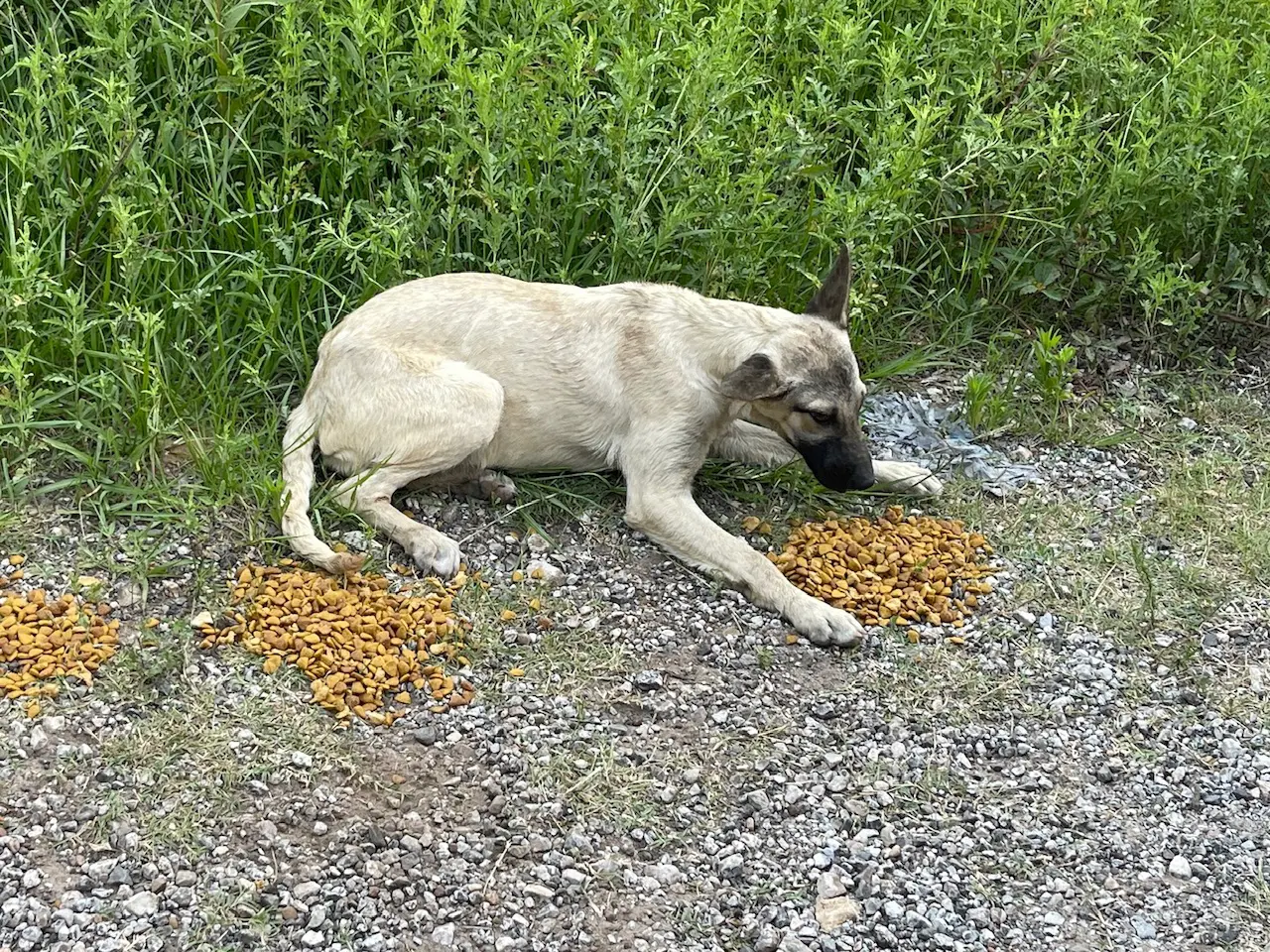A dog lying on the ground surrounded by two piles of food.