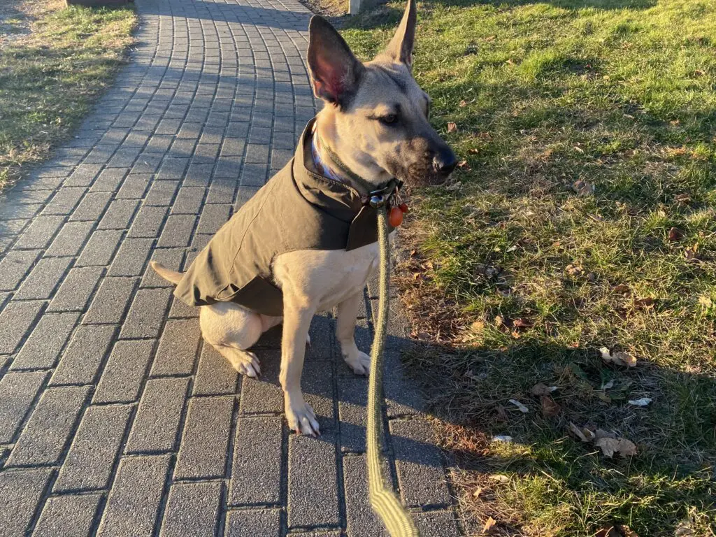 A dog wearing a brown jacket sitting on a paved path.