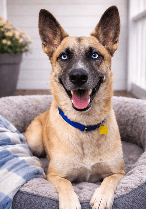 Happy dog with bright blue eyes sitting on a cozy bed.