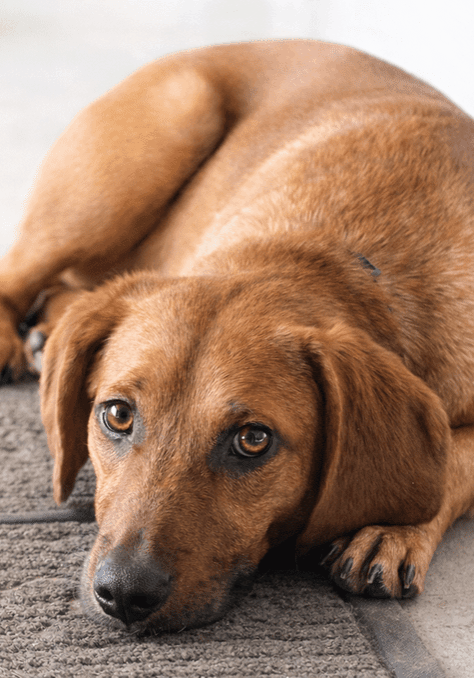 A brown dog lying down with a calm expression.
