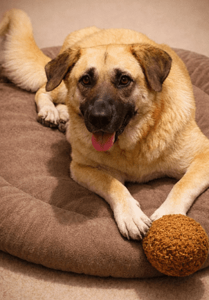 Large dog resting on a brown cushion with a ball toy.
