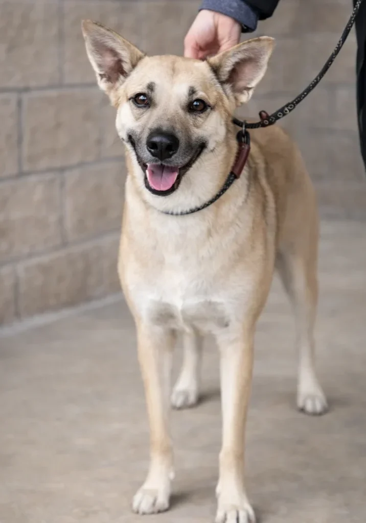 Happy light brown dog standing on a tiled floor with a leash.