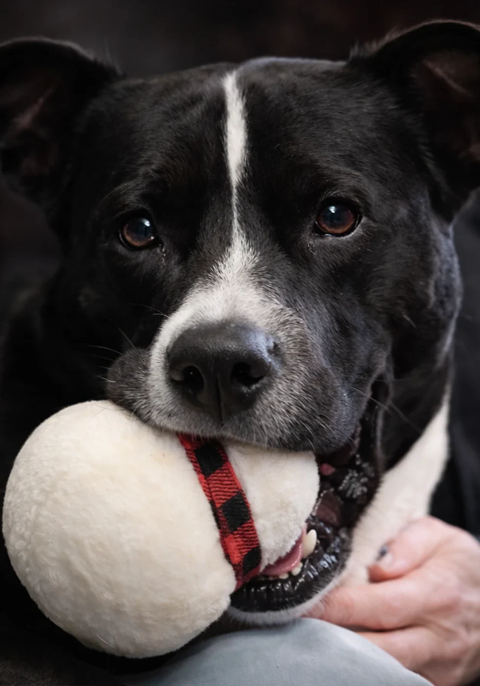 Black and white dog holding a white ball in its mouth.