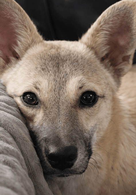 Close-up of a light brown dog resting its head on a gray cushion.