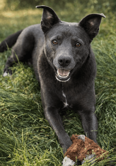Black dog lying on grass with a stick in its mouth.